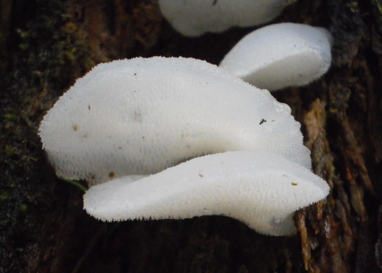 pajelenka želatínová Pseudohydnum gelatinosum (Scop.) P. Karst.