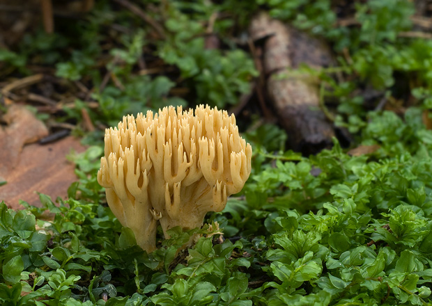 strapačka Ramaria sp.