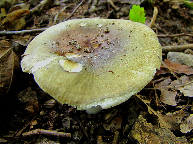 plávka trávovozelená Russula aeruginea Lindbl. ex Fr.