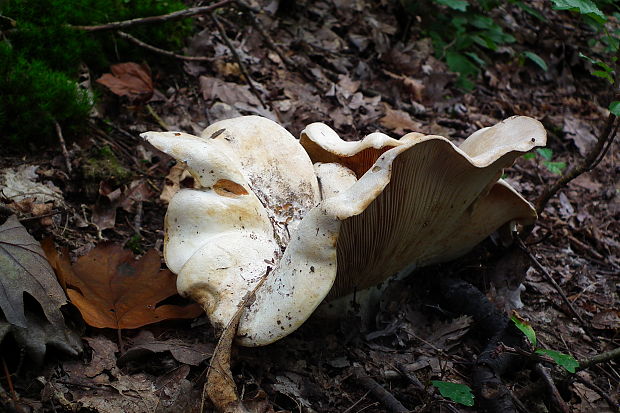 plávka belavá ??? Russula delica Fr.