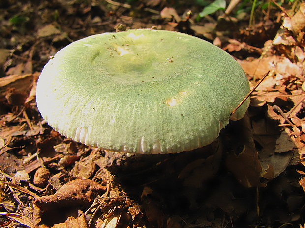 plávka zelenkastá Russula virescens (Schaeff.) Fr.