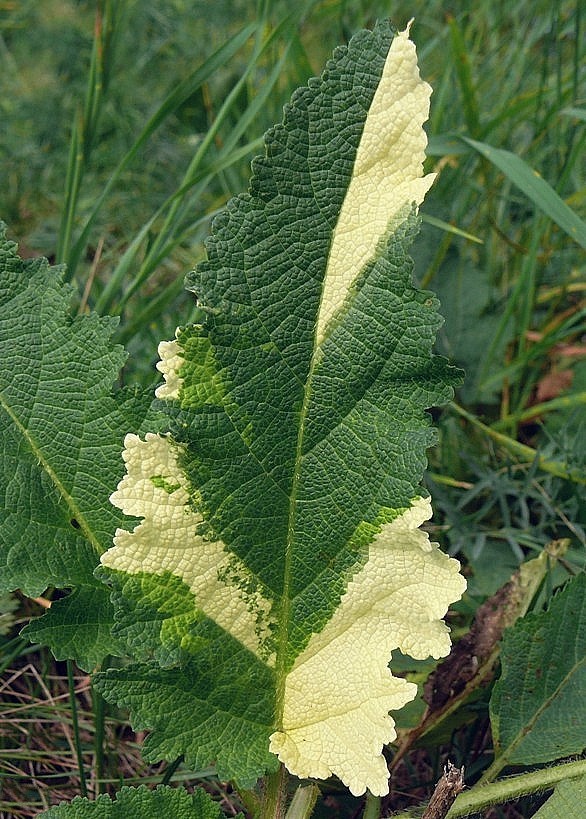 šalvia praslenatá Salvia verticillata L.