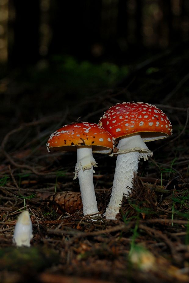 muchotrávka červená Amanita muscaria (L.) Lam.