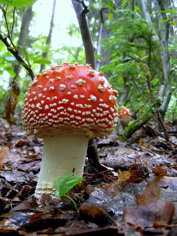 muchotrávka červená Amanita muscaria (L.) Lam.