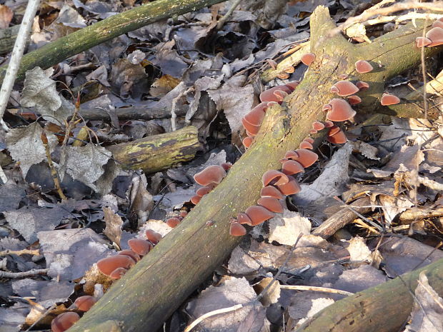 uchovec bazový Auricularia auricula-judae (Bull.) Quél.