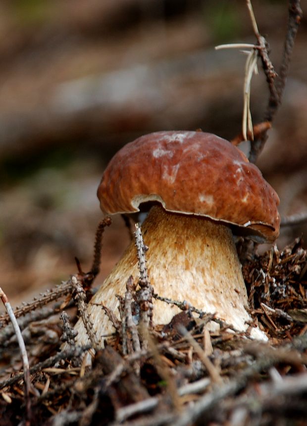 hríb smrekový Boletus edulis Bull. ex Fr.