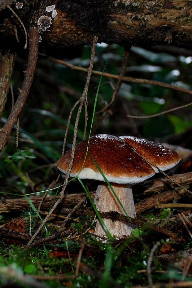 hríb smrekový Boletus edulis Bull. ex Fr.