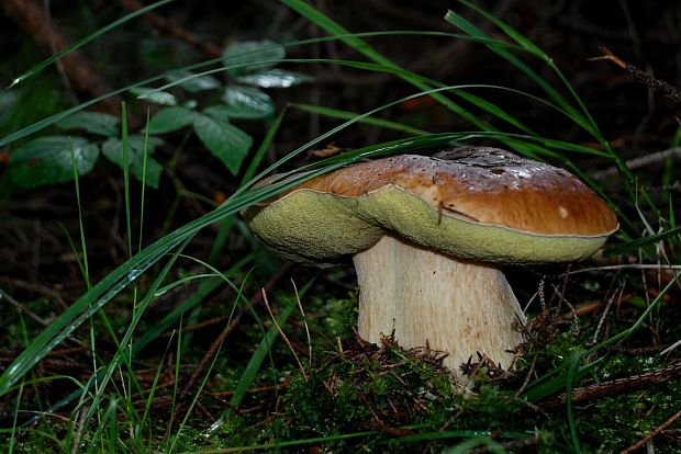 hríb smrekový Boletus edulis Bull. ex Fr.