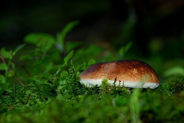 hríb smrekový Boletus edulis Bull. ex Fr.