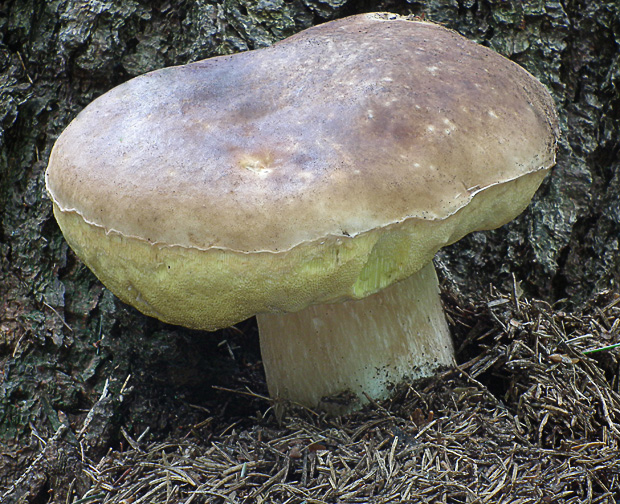 hríb smrekový Boletus edulis Bull.