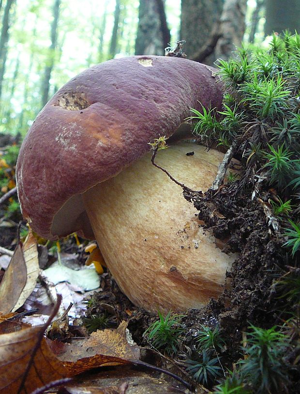 hríb sosnový Boletus pinophilus Pil. et Dermek in Pil.