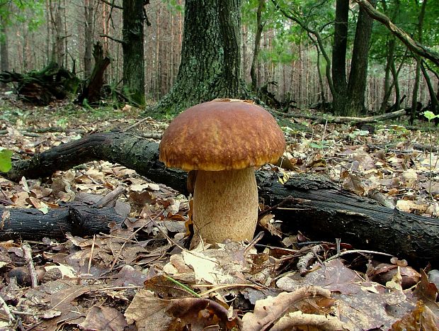 hríb dubový Boletus reticulatus Schaeff.