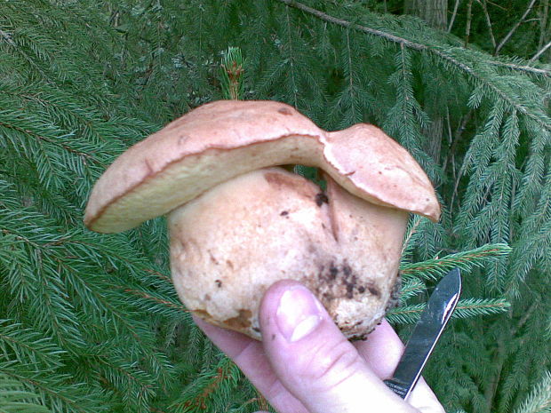 hríb horský Butyriboletus subappendiculatus (Dermek, Lazebn. & J. Veselský) D. Arora & J.L. Frank