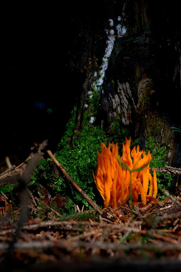 parôžkovec lepkavý Calocera viscosa (Pers.) Fr.