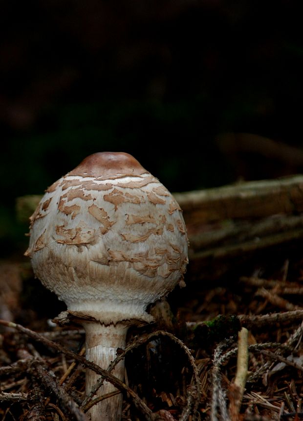 bedľa červenejúca Chlorophyllum rachodes (Vittad.) Vellinga