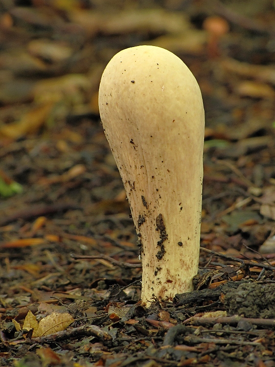 kyjak obrovský Clavariadelphus pistillaris (Fr.) Donk