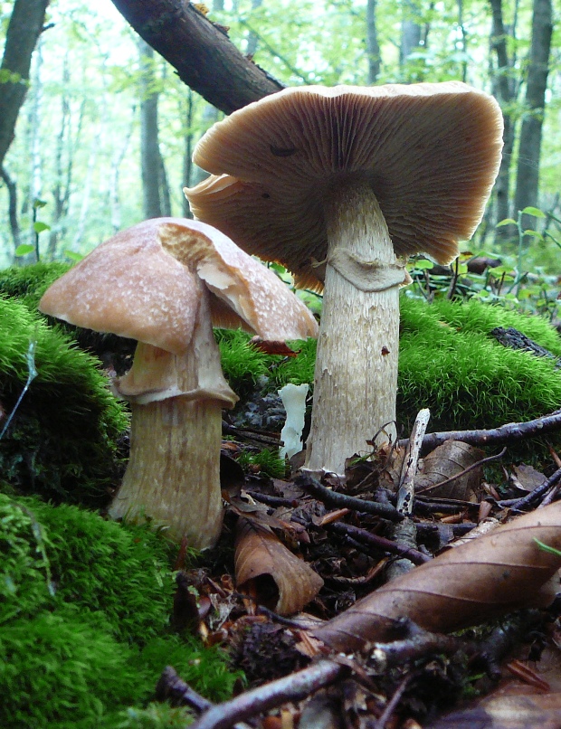 pavučinovec inovaťový Cortinarius caperatus (Pers.) Fr.