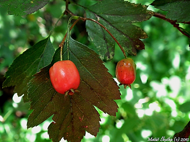 hloh jednosemenný Crataegus monogyna Jacq.