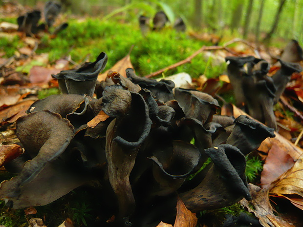 lievik trúbkovitý Craterellus cornucopioides (L.) Pers.