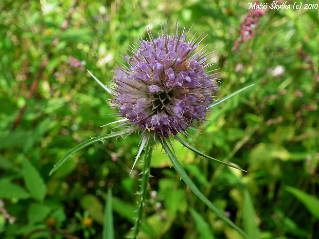 štetka lesná Dipsacus fullonum L.