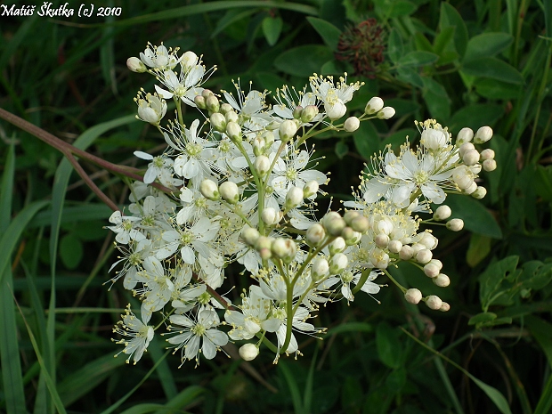 túžobník obyčajný Filipendula vulgaris Moench