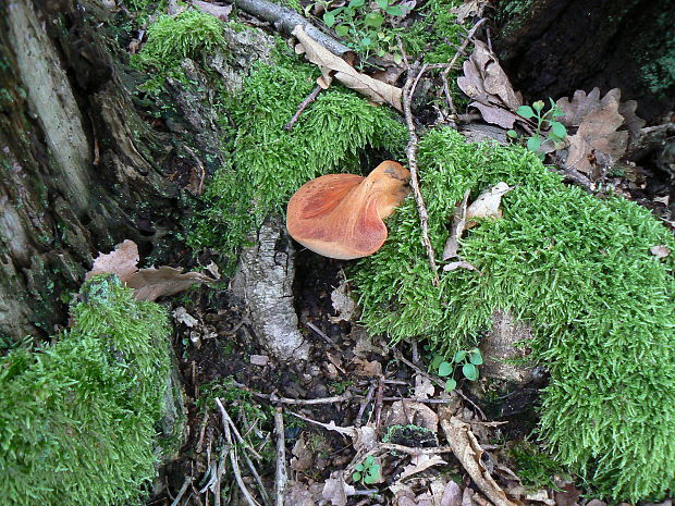 pečeňovec dubový Fistulina hepatica (Schaeff.) With.