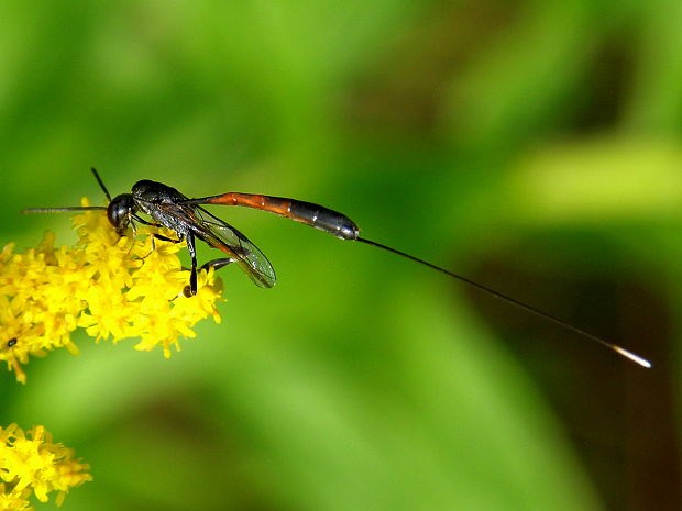 osa (Srpuška -CZ) - samica Gasteruption jaculator  Linnaeus, 1758