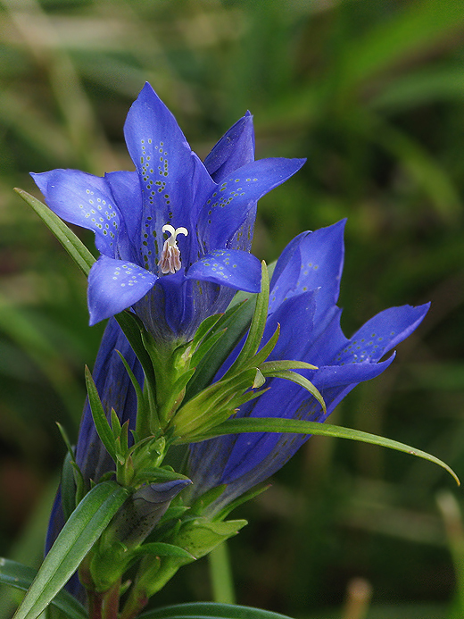 horec plúcny Gentiana pneumonanthe L.