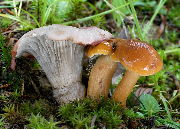 sliziak ružový Gomphidius roseus (Fr.) Oudem.