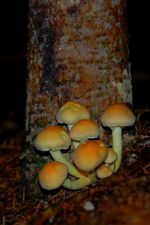 strapcovka zväzkovitá Hypholoma fasciculare (Huds.) P. Kumm.