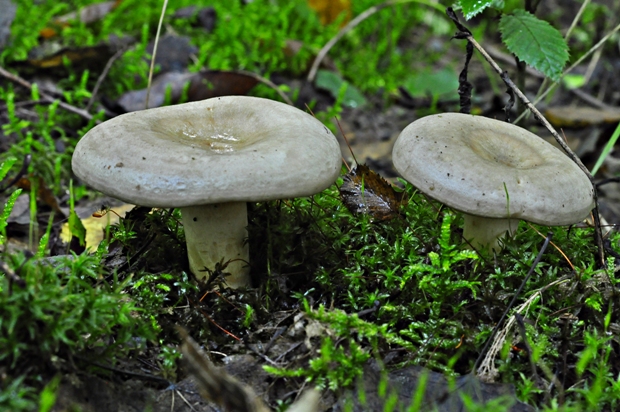 rýdzik sivozelený Lactarius blennius (Fr.) Fr.