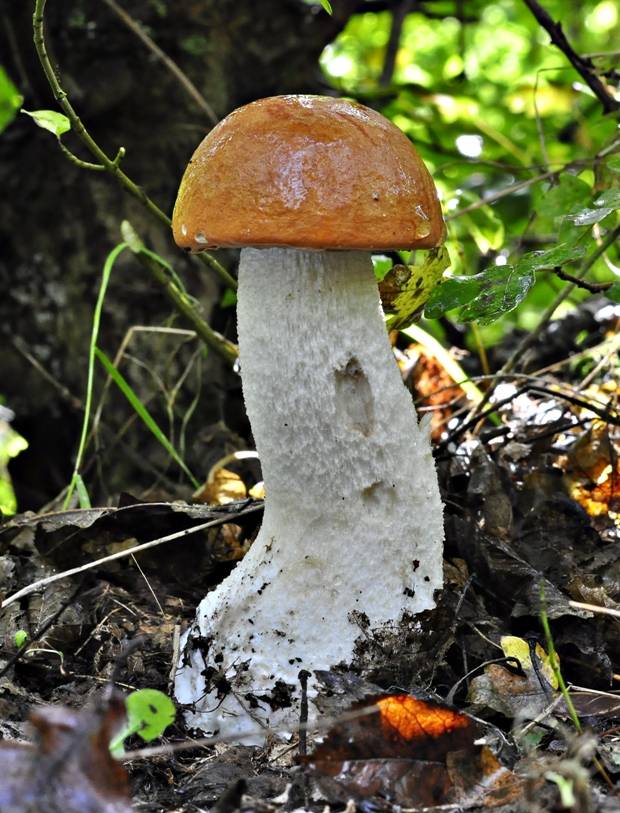 kozák osikový Leccinum albostipitatum den Bakker & Noordel.