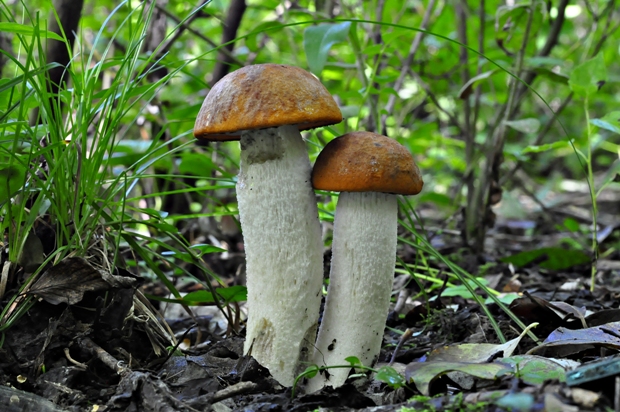 kozák osikový Leccinum albostipitatum den Bakker & Noordel.