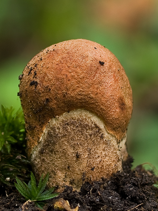 kozák dubový Leccinum aurantiacum (Bull.) Gray