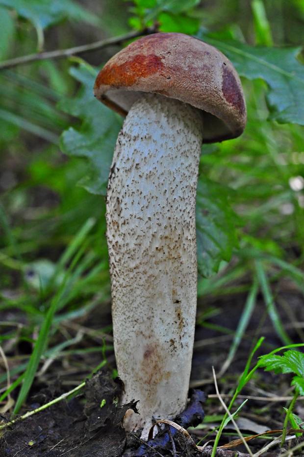 kozák dubový Leccinum aurantiacum (Bull.) Gray