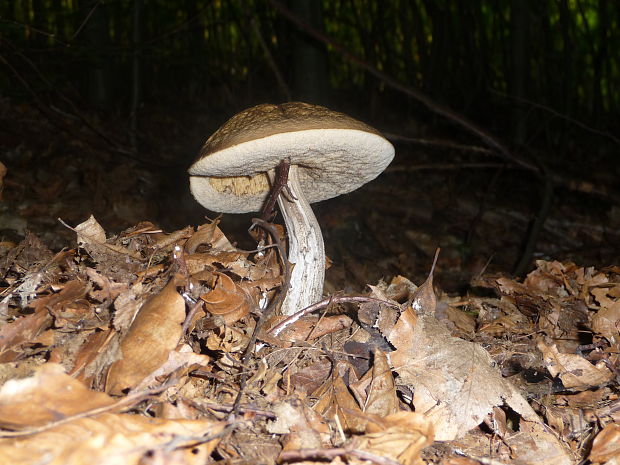 kozák hrabový Leccinum pseudoscabrum (Kallenb.) Šutara