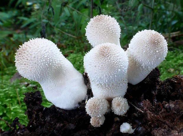 prášnica bradavičnatá Lycoperdon perlatum Pers.