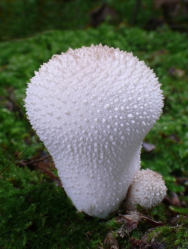 prášnica bradavičnatá Lycoperdon perlatum Pers.