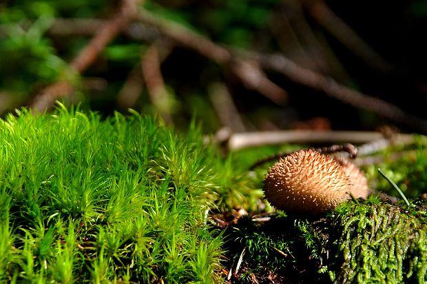 prášnica Lycoperdon sp.