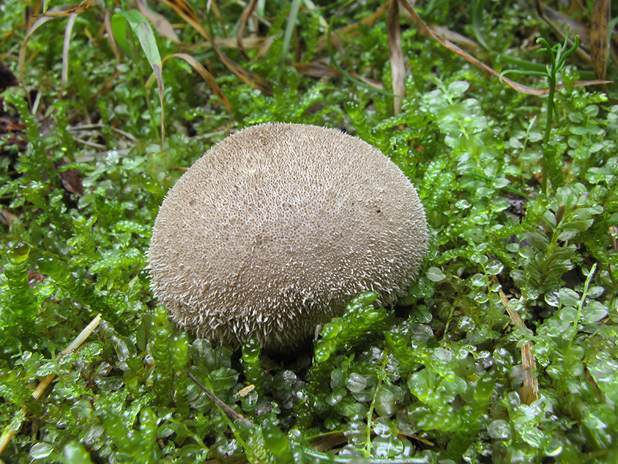 prášnica huňatá Lycoperdon umbrinum Hornem.