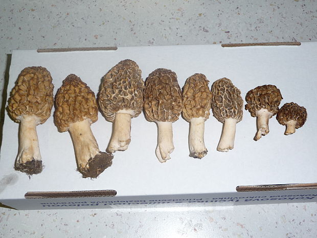 smrčok jedlý Morchella esculenta (L.) Pers.