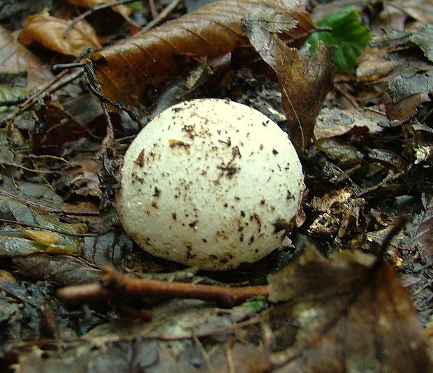 hadovka smradľavá Phallus impudicus L.