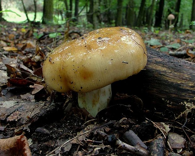 plávka smradľavá Russula foetens Pers.