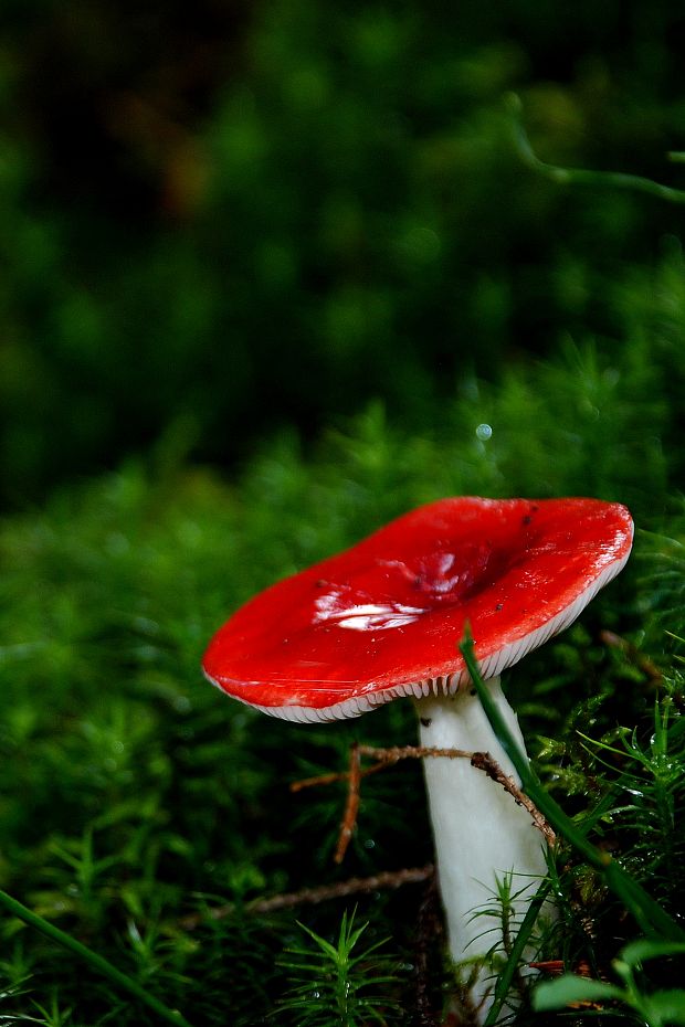 plávka Russula sp.