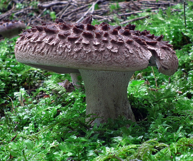 jelenkovec škridlicovitý Sarcodon imbricatus (L.) P. Karst.