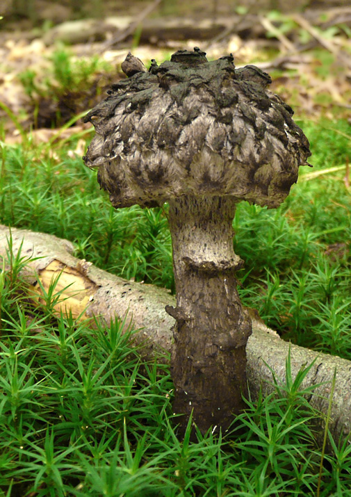 šiškovec šupinatý Strobilomyces strobilaceus (Scop.) Berk.