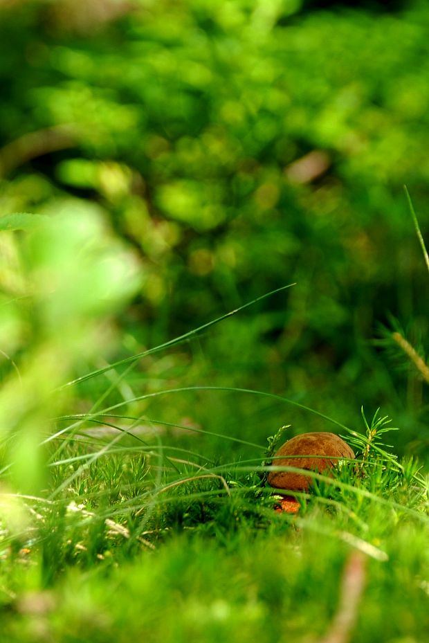 hríb zrnitohlúbikový Sutorius luridiformis (Rostk.) G. Wu & Zhu L. Yang