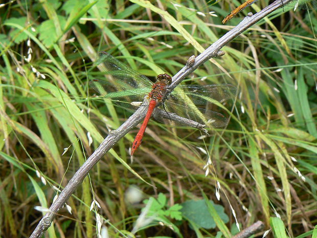 vážka červená Sympetrum sanguineum