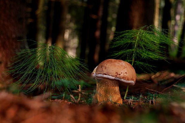 podhríb žlčový Tylopilus felleus (Bull.) P. Karst.