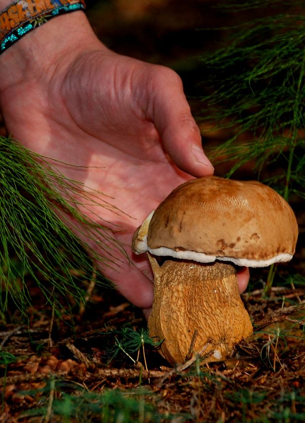 podhríb žlčový Tylopilus felleus (Bull.) P. Karst.